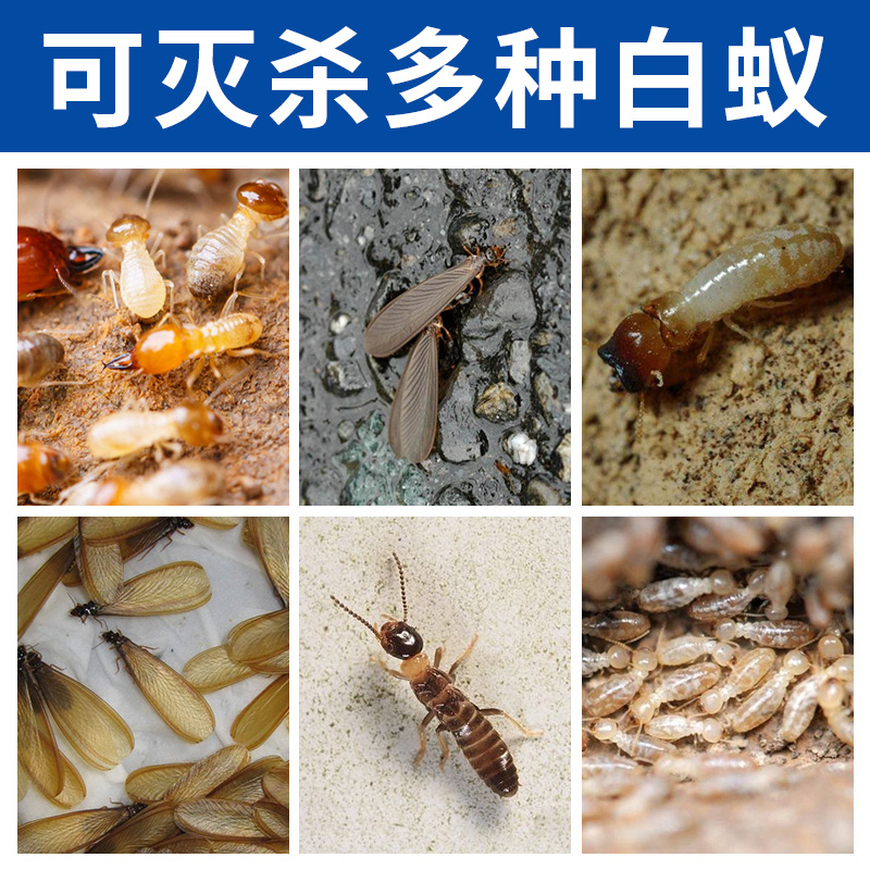 灭白蚁药水传染园林喷雾杀虫剂消灭家用装修杀除防治白蚂蚁药正品
