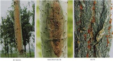 【图】树木白蚁怎么防治?树木白蚁防治方法有哪些?