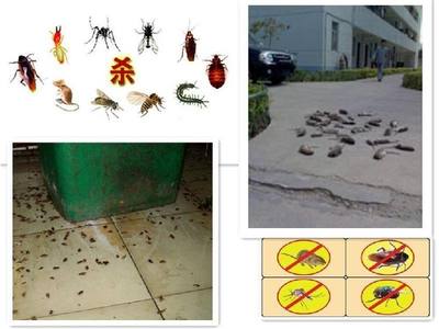 大批害虫处理设备支持白蚁防治 专业清除灭杀白蚁