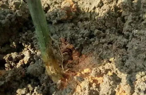 百香果树根有很多蚂蚁,专吃树根,种植户如何来防除