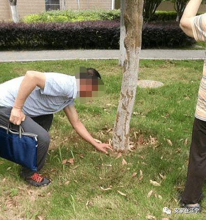 场面惊人 树木被害 江宁一小区爆发白蚁,业主恐慌