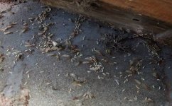 珠海白蚁防治专家处理住户反馈的木质家具遭受白蚁虫蛀的问题