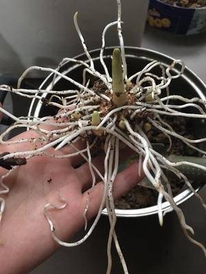 马蹄莲繁殖及病虫害防治栽培技术