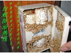 佛山白蚁防治中心提醒市民不要自行灭杀白蚁_中国贸易网