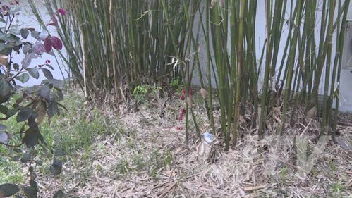 守护 红色家底 庐江革命文物进行白蚁防治 体检