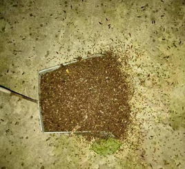 重庆沙坪坝遭涨水蛾袭击 密集恐惧症看了要死