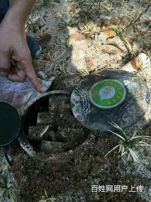 四害防治白蚁防治臭虫灭杀环境治理维护