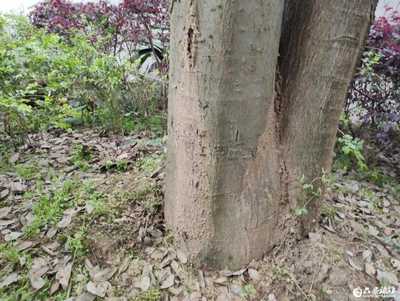麻头皮!六安这个小区树木遭白蚁啃噬…