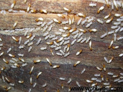 东莞凤岗白蚁防治丨正规凤岗白蚁防治所丨清溪灭杀除治理白蚂蚁公司