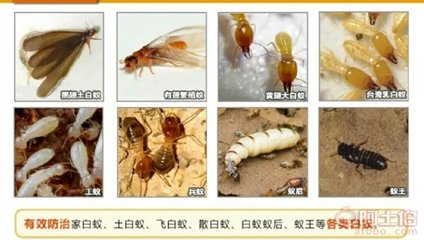 【东莞石碣除白蚁,东莞石碣灭白蚁价格