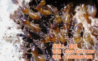 蚂蚁药 批发蚂蚁药 广州绿顺园林 认证商家 广州市天河区元岗绿顺园林用品经营部
