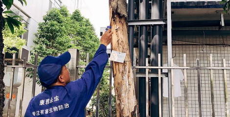 夏季将至白蚁防治要及时