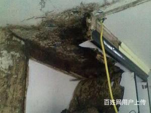 专业工地 房屋 果园白蚁防治,灭杀有害生物