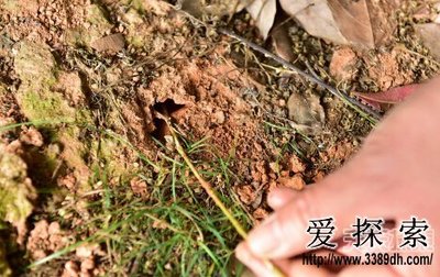浙江现特大白蚁巢穴:捕获8年大蚁后(4)