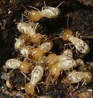 莆田白蚁防治电话-莆田白蚁灭杀费用