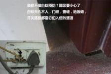 南昌防虫服务