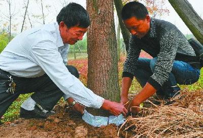 肇庆专业白蚁防治除四害公司