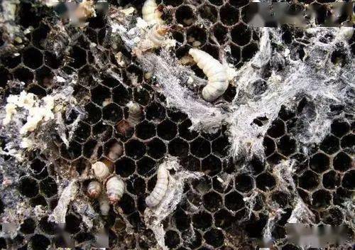 治理巢虫的五大方法