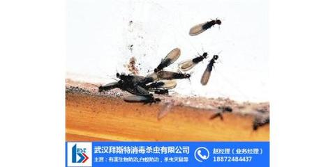 武汉灭杀白蚁 图 _古建筑古树灭白蚁_孝昌县灭白蚁