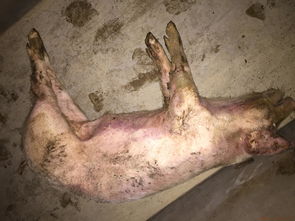 猪流行性腹泻 约20公斤体重 几头猪脱水严重 皮肤没弹性原因 什么病 猪病病毒病诊断与防治