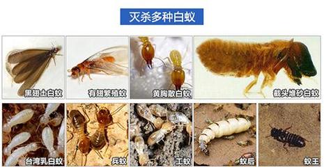 官窑镇白蚁防治官窑白蚁防治公司官窑白蚁公司