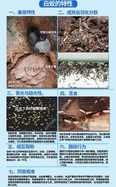 威多邦灭四害消杀服务 专业白蚁防治 白蚁灭杀 灭虫中心