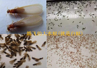 麻涌白蚁防治︱东莞麻涌白蚁防治灭杀白蚁