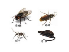 赣州除白蚁