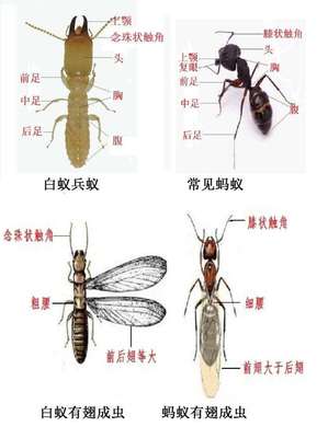 防治白蚁危害 成都市进入"白蚁分飞季 "