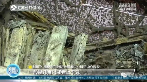 分飞高峰期来临 家中出现白蚁应区别处理