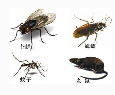 家里门框里出现白蚁怎么灭杀_重庆灭鼠_重庆灭鼠公司_重庆杀虫-重庆市联保 .