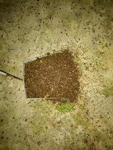 重庆沙坪坝遭涨水蛾袭击 密集恐惧症看了要死