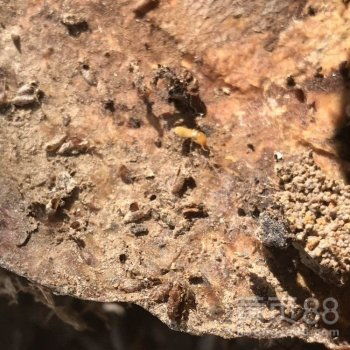 【进贤别墅白蚁防治灭白蚁公司号码】- 