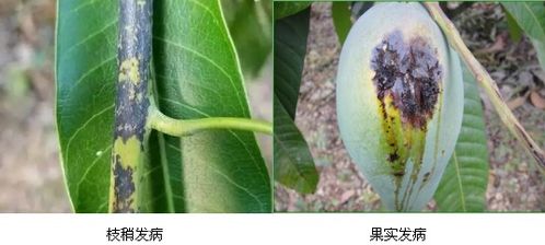 请注意 一份芒果角斑病的防治方案 请查收