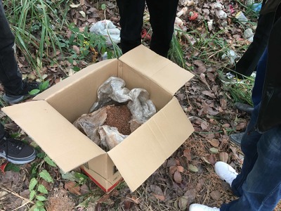 县园林绿化服务中心科学开展白蚁防治工作