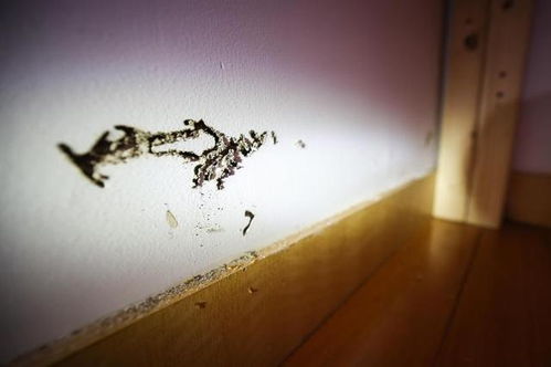 看得人头皮发麻 上海近期大规模爆发,但这么做可能扩大危害