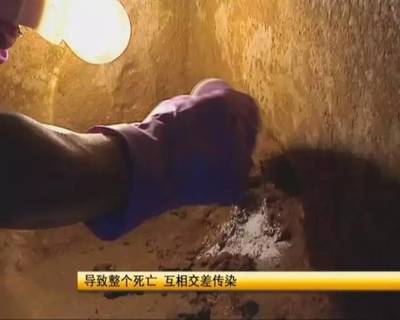 六安一村民小楼成白蚁“王国” 地下室藏了40多蚁窝