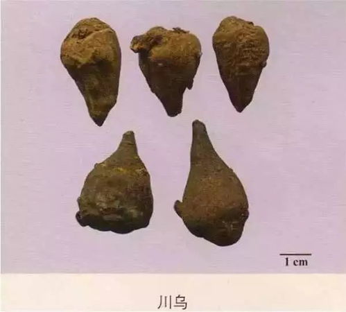 203种常用中药的鉴别及彩图汇总