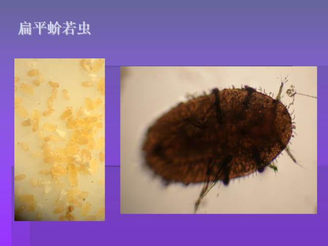 桃树常见病虫害图谱及防治方法