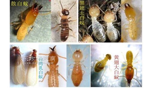 灭蟑螂公司 广东的白蚁防治公司品质图片