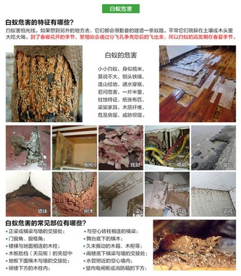 [灭白蚁药杀虫剂粉白蚁防治诱杀装修地板林地蚂蚁全窝端40克] 新科技杀白蚁,传染灭杀,白蚁全窝端。家庭用户建议买4-5瓶。公司用户按照每25平米1瓶用量购买。买十包邮。 电玩口袋