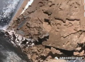 县住建局全力做好居民小区白蚁防治工作