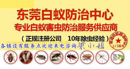 家里发现白蚁怎么办东莞专业上门除白蚁 灭白蚁 预防