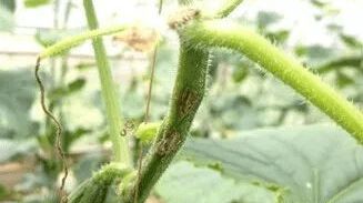 大棚蔬菜 低温常见的5大病害,一定要做好预防